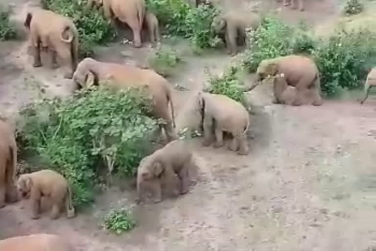 panic-due-to-elephant-herd-in-chakulia-in-jamshedpur