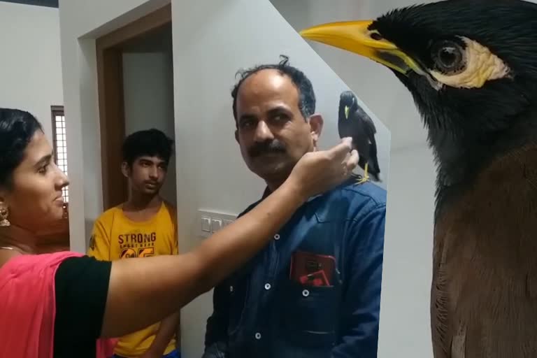 kasargode family pet bird common myna  കാസർകോട് ഇന്നത്തെ വാര്‍ത്ത  കാസര്‍കോട്ടുനിന്നും അപൂർവ സൗഹൃദവുമായി മൈനയും ഒരു കുടുംബവും  മൈനയെ പൊന്നുപോലെ വളര്‍ത്തി കാസർകോട് കെവി മധുവിന്‍റെ കുടുംബം