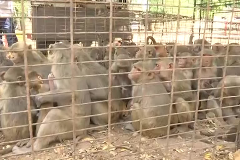 Monkeys in karimnagar