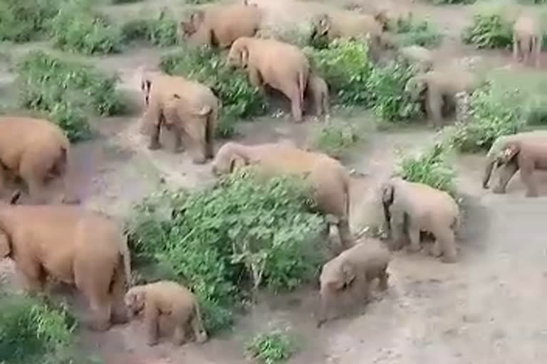 panic-due-to-elephant-herd-in-chakulia-in-jamshedpur