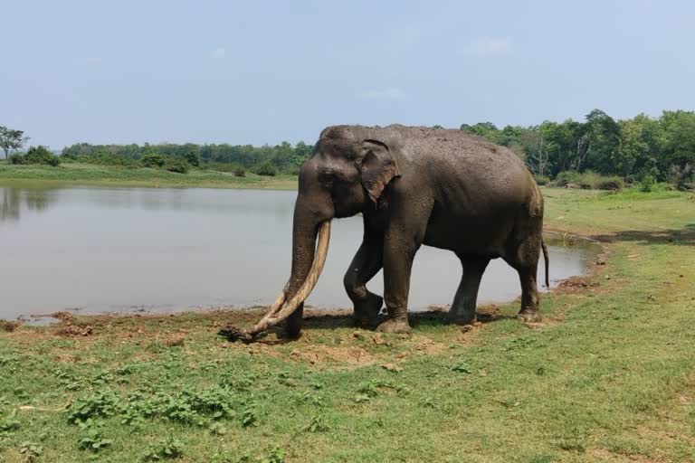 elephant bhogeshwara