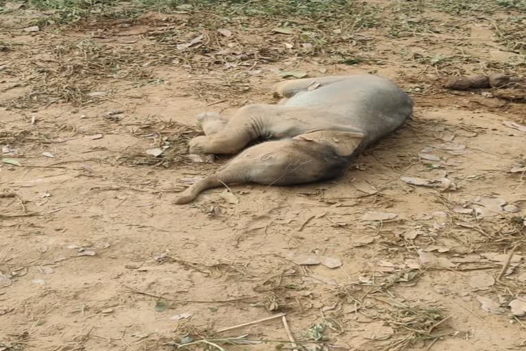 Elephant baby dies in Raigarh