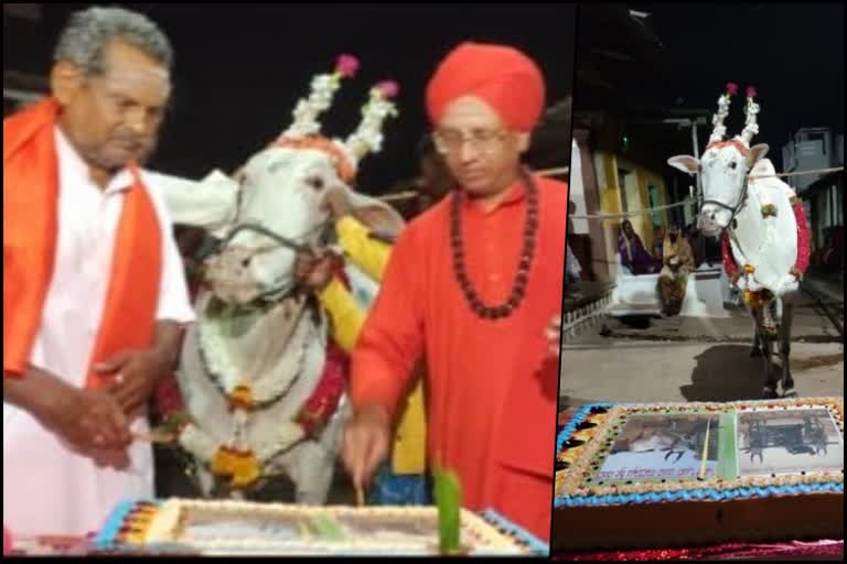 Ox Sri Nandi Birthday Celebration