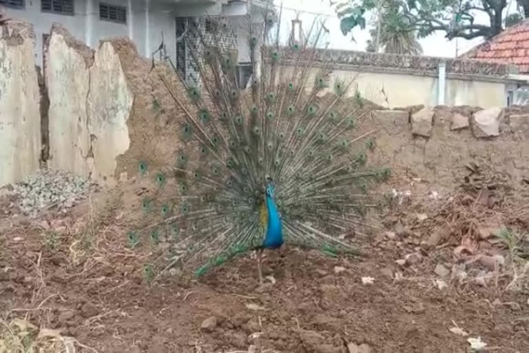 Peacock Dance