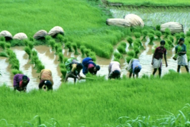 बिहार के किसान करेंगे प्राकृतिक खेती