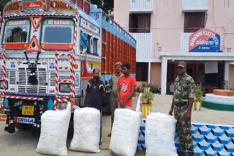 cannabis seized in kandhamal