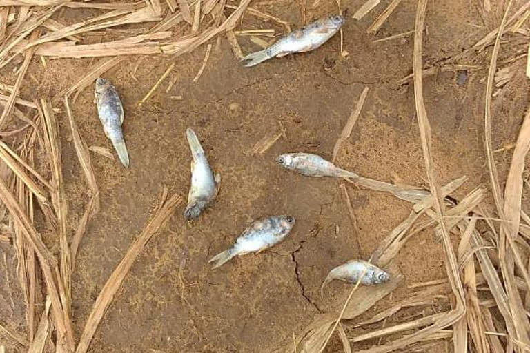 Banaskantha millet fields flooded with dead fish