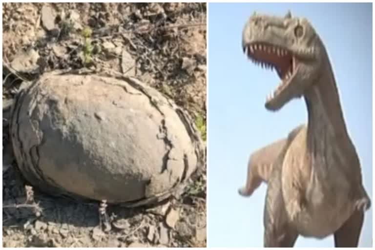 Rare Dinosaur Egg news