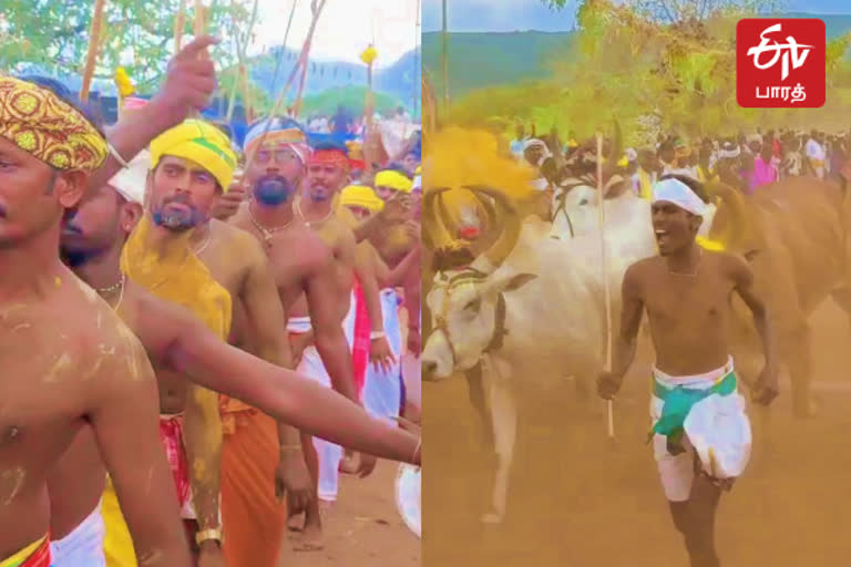 செந்துறை அருகே மந்தையம்மன் கோயிலில் மாடு மாலை தாண்டும் வினோத நிகழ்ச்சி