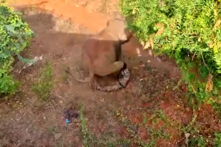 Wild Female Elephant attack forest workers in Coimbatore, Elephant attack forest worker in Tamil Nadu, Wild Female Elephant attack news, ಕೊಯಮತ್ತೂರಿನಲ್ಲಿ ಅರಣ್ಯ ಸಿಬ್ಬಂದಿ ಮೇಲೆ ಕಾಡು ಹೆಣ್ಣು ಆನೆ ದಾಳಿ, ತಮಿಳುನಾಡಿನಲ್ಲಿ ಅರಣ್ಯ ಸಿಬ್ಬಂದಿ ಮೇಲೆ ಆನೆ ದಾಳಿ, ಕಾಡು ಹೆಣ್ಣು ಆನೆ ದಾಳಿ ಸುದ್ದಿ,