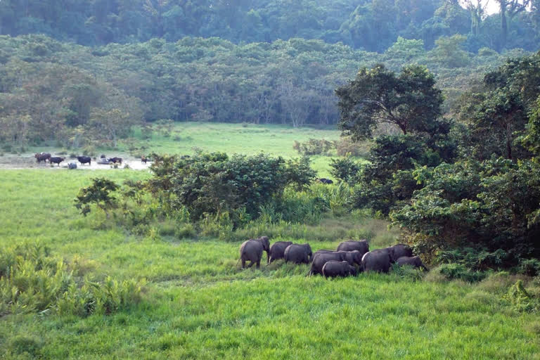 Tourists not allowed to enter forest for next three months