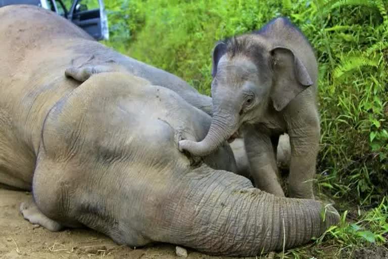 Elephant Death Tension: ଉଦବେଗ ପ୍ରକାଶ କଲେ କେନ୍ଦ୍ରମନ୍ତ୍ରୀ ଧର୍ମେନ୍ଦ୍ର ପ୍ରଧାନ