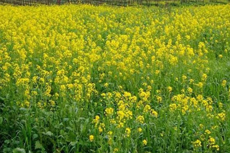 No takers of MSP on mustard in Bhilwara as market is higher