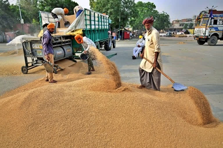 UAE suspends the re exporting of Indian wheat