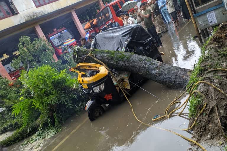 কৰিমগঞ্জত গছ পৰি অটোৰিক্সা চালকৰ শোকাৱহ মৃত্যু