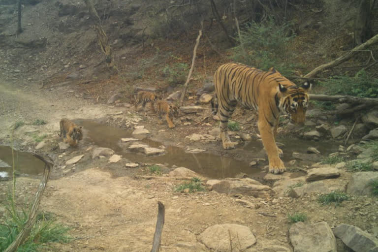 Ranthambore Tigress Happy Surprise