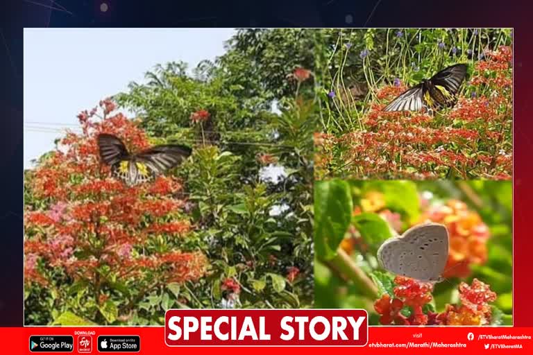 Biggest Butterfly Find in Kolhapur