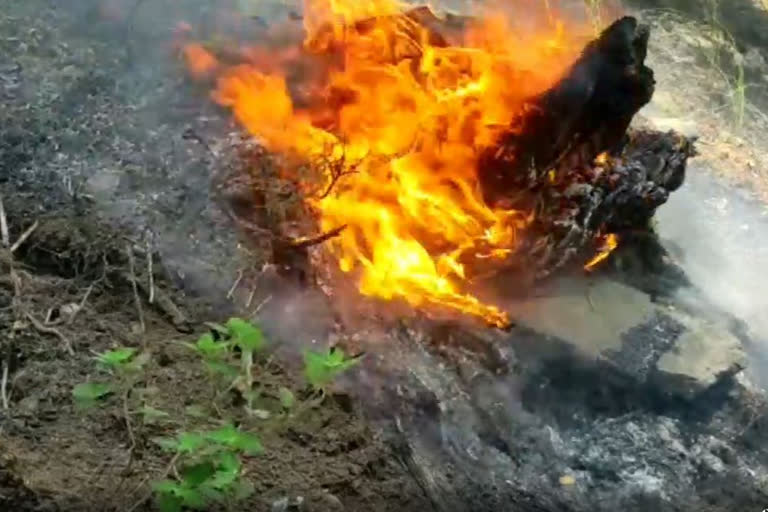 Trees burnt in Madhama forests