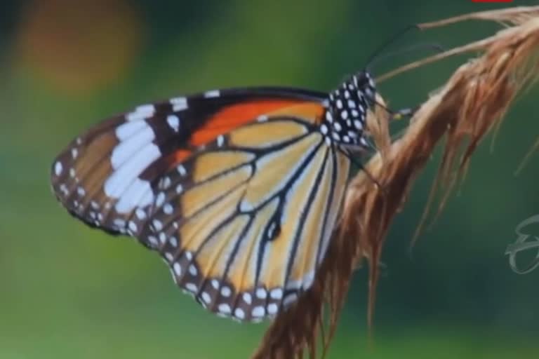 indias largest butterfly found kolhapur