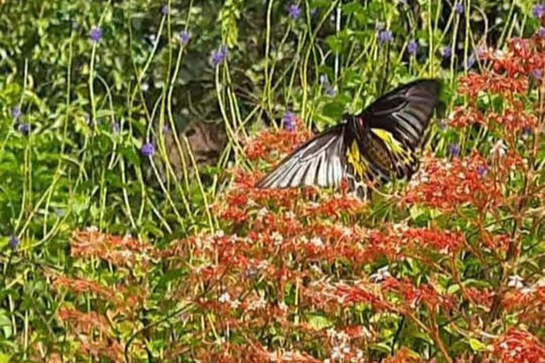 Largest Butterfly in the country found at Radhanagari