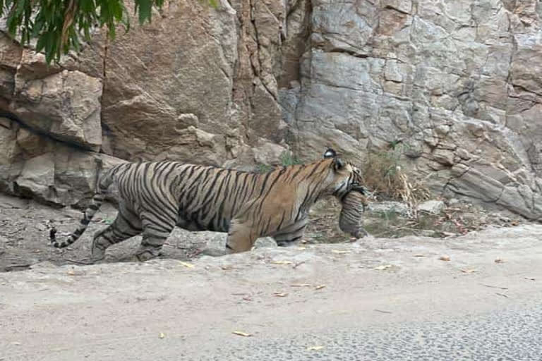 Tigress Sultana cub died in Ranthambore