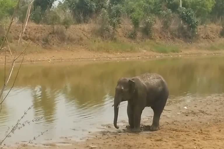 elephant are trapped in the pond