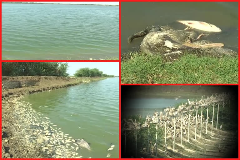 KOLLERU BIRDS DEATH