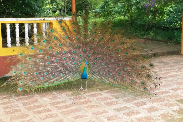 peacock in manooru Subramanya Temple