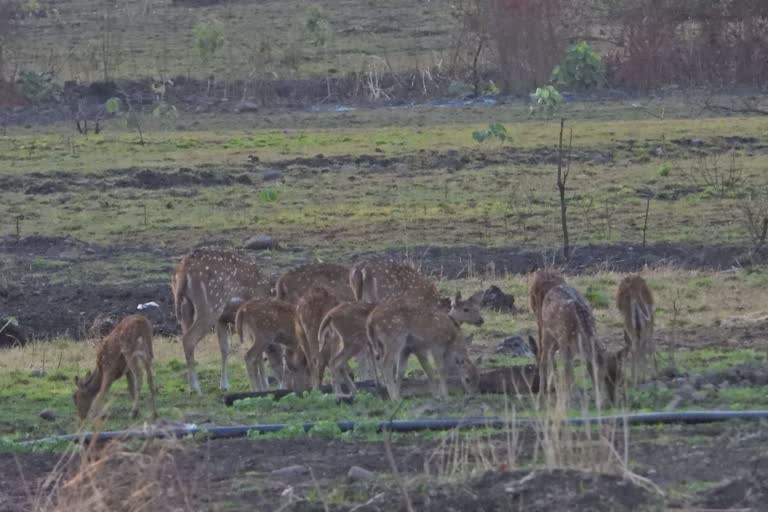 arrival of chital deer continues in Khiwani Sanctuary