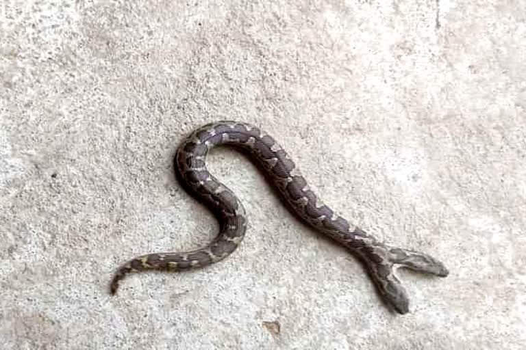 Janjgir Champa people worshiped two faced snake