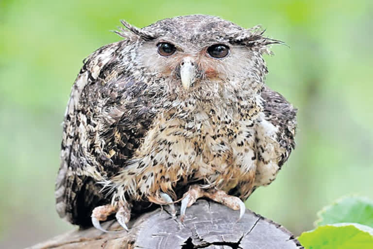 rare species of owl found at nallamalla forest area