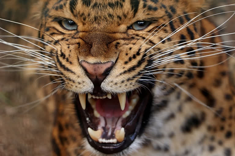 Free movement of leopard in Nashik city