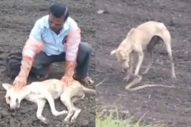 Viral Video brave dog attacks cobra  karnataka brave dog attacks cobra and dies  ഉടമയെ രക്ഷിക്കാന്‍ ഏറ്റുമുട്ടി മൂര്‍ഖനെ കൊന്ന നായ ചത്തു