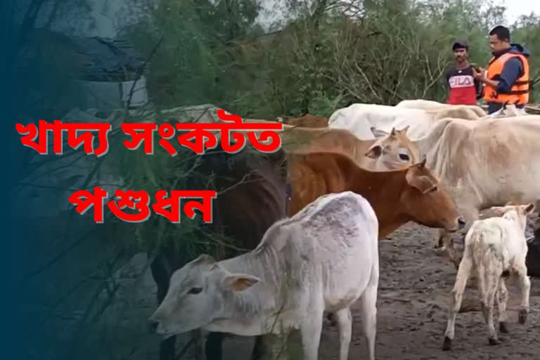 Cow and buffalo in food crisis in Jonai