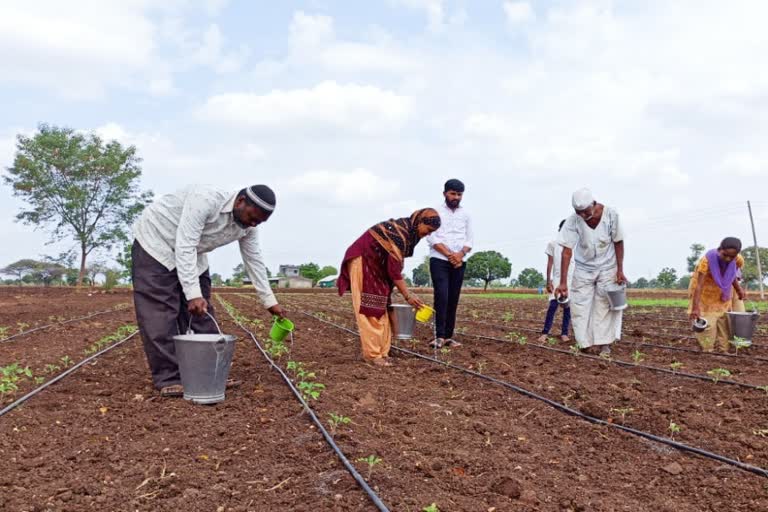 Raju Sayyed water crop with buckets