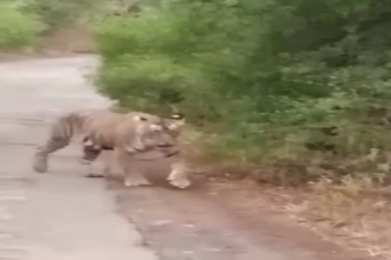 Tigress T107 seen walking alone on road to the fort