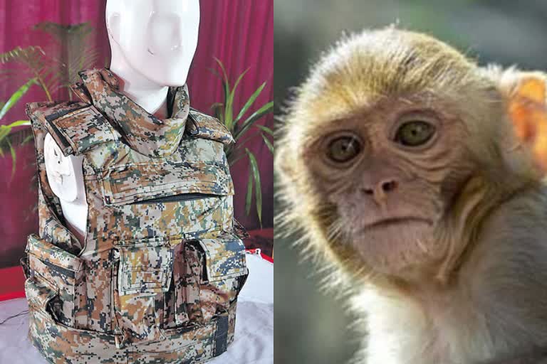 Monkey in bulletproof vest