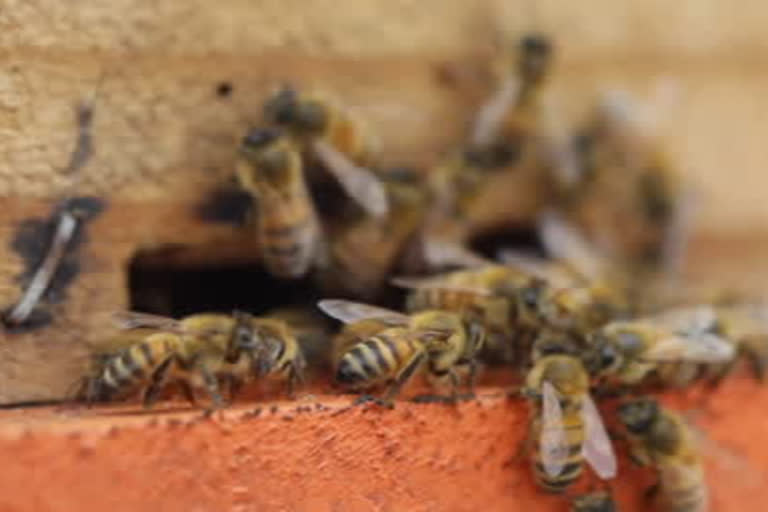 6,000 bees removed from inside wall of Omaha couple's home