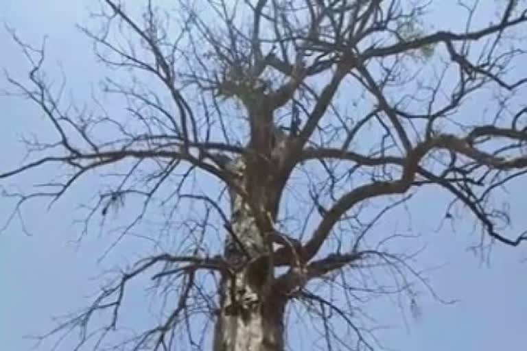 Tree in Heritage Category : છોટા ઉદેપુરના ટુંડવા ગામનું 250 વર્ષ જૂનું વૃક્ષ હેરિટેજ કેટેગરીમાં