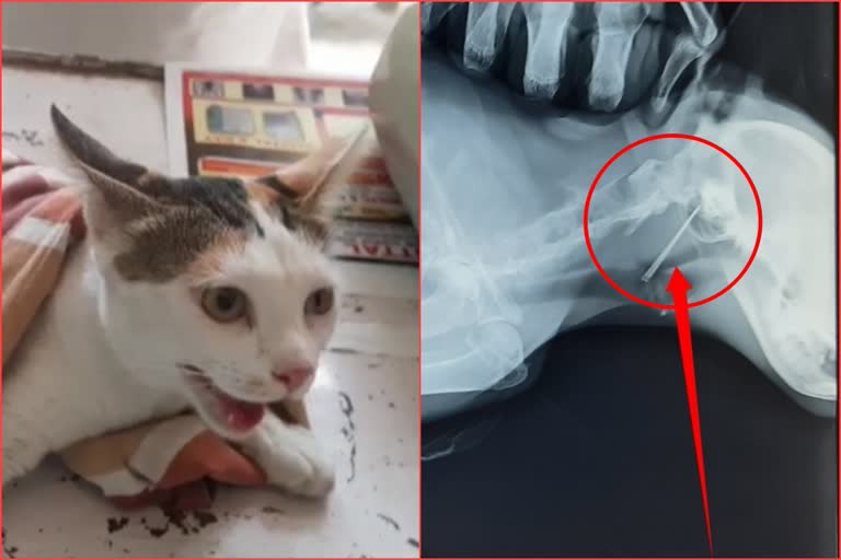 Cat swallow Needle UP