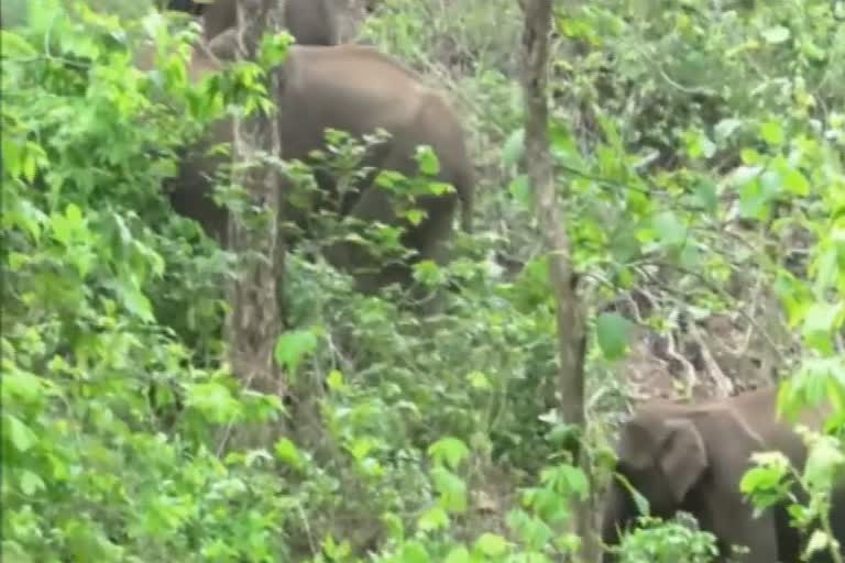 elephants in anugul