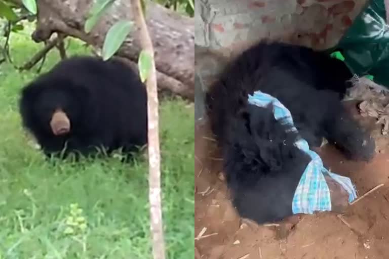 Authorities catch a bear that caused havoc in Srikakulam district  Andhra Pradesh Kidisingi bear attack  ശ്രീകാകുളം കിടിസിങ്ങി കരടി ആക്രമണം  ആന്ധ്രാപ്രദേശ് ശ്രീകാകുളം വന്യമൃഗം ആക്രമണം  wild animal attack Srikakulam In Andhra Pradesh