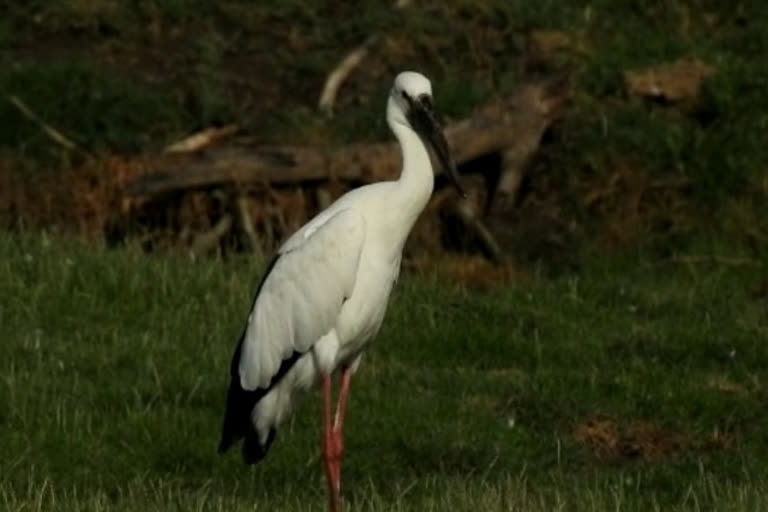 Openbill stork reached in Ghana National park, starts nesting