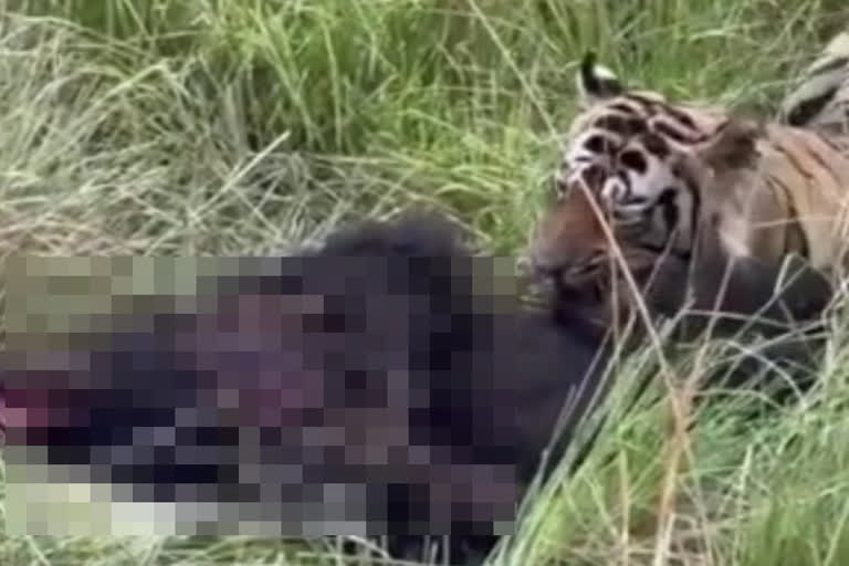 Tiger T 120 hunted wild bear in Ranthambore