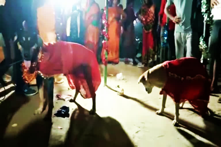 DOGS WEDDING IN Bihar  Dogs Wedding In Motihari  Unique Marriage In Motihari  ಬಿಹಾರದಲ್ಲಿ ಶ್ವಾನ ಜೋಡಿಗೆ ಹಿಂದೂ ಸಂಪ್ರದಾಯದಂತೆ ಮದುವೆ  ಮೋತಿಹಾರಿಯಲ್ಲಿ ವಿಶಿಷ್ಟ ಮದುವೆ  ಶ್ವಾನಗಳಿಗೆ ಮದುವೆ ಮಾಡಿಸಿದ ಮೋತಿಹಾರಿ ಜನ  ಬಿಹಾರ ಸುದ್ದಿ