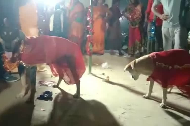 east champaran news  Dogs Wedding In Motihari  Unique Marriage In Motihari  DOGS WEDDING IN MOTIHARI  DOGS WEDDING IN BIHAR  പുതുമയായി നായകളുടെ കല്യാണം  നായകൾ വിവാഹിതരായി  നായകളുടെ കല്യാണത്തിൽ പങ്കെടുത്തത് 400 പേർ  വിവാഹം കഴിച്ച് നായകൾ  നായകളെ തമ്മിൽ വിവാഹം കഴിപ്പിച്ചു