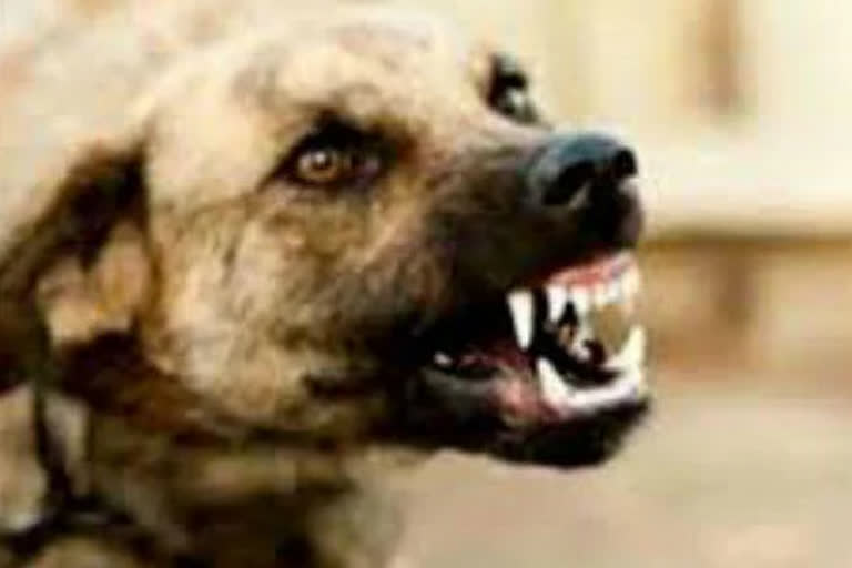 Haridwar dog bites tourists