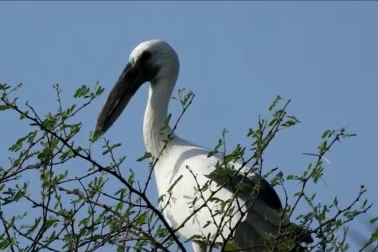 Openbill stork reached in Ghana National park