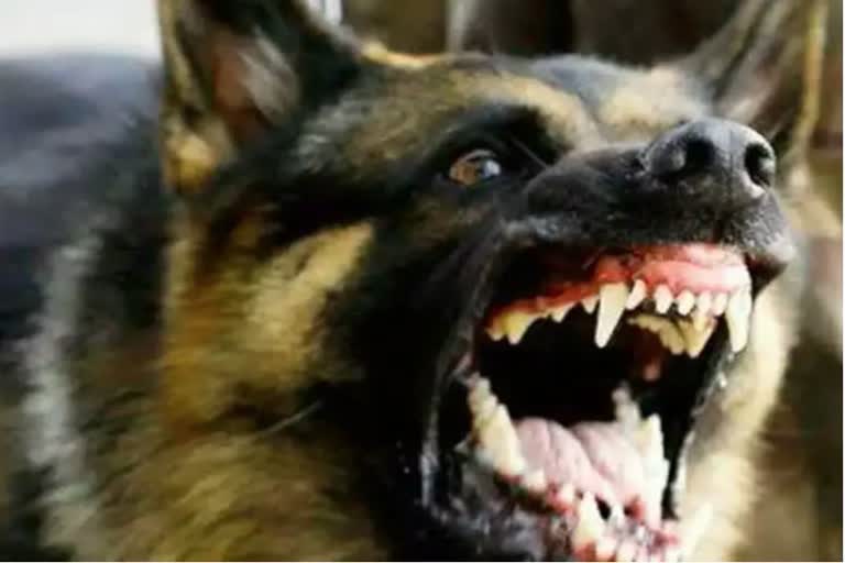 mad dog kills 25 people in 30 minutes In Haridwar