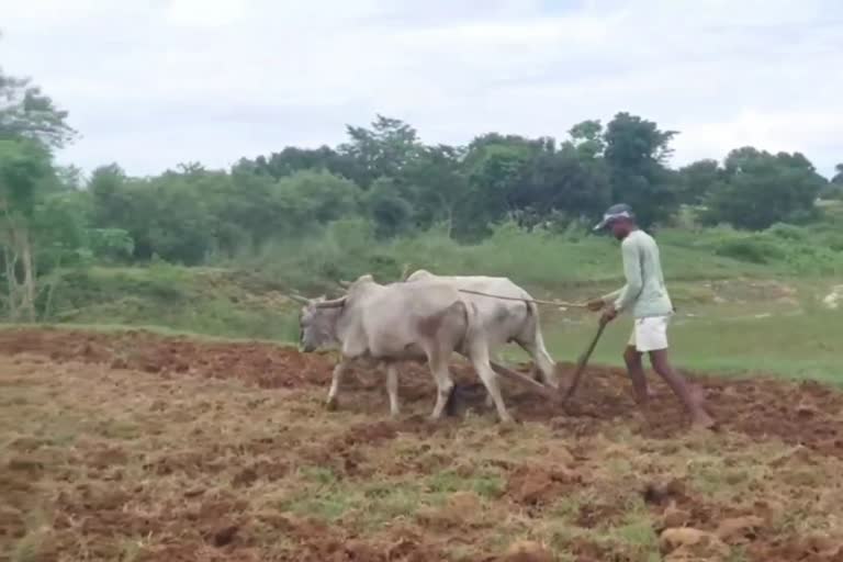 Farmer in Surajpur forced to plow the field with a plow